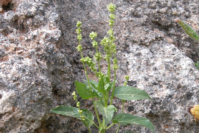 Mercurialis annua